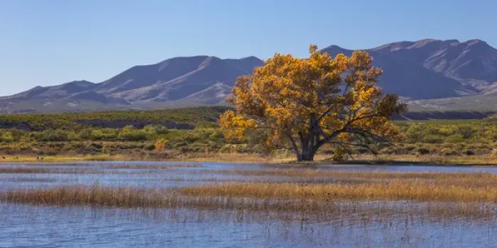 Framed Print : USA, New Mexico, Bosque del Apache National Wildlife Refuge. Autumn landscape. Credit as Framed Print : USA, New Mexico, Bosque del Apache National Wildlife Refuge. Autumn landscape. Credit as