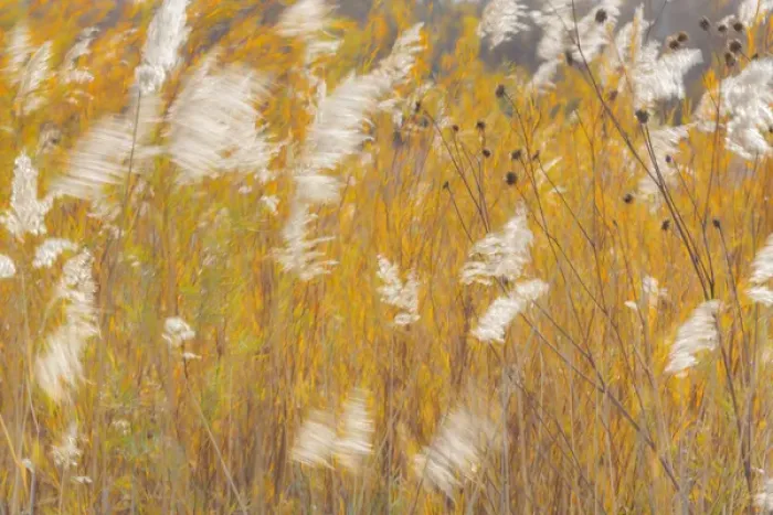 Framed Print : USA, New Mexico, Bosque del Apache National Wildlife Refuge. Blowing grasses. Credit as Framed Print : USA, New Mexico, Bosque del Apache National Wildlife Refuge. Blowing grasses. Credit as