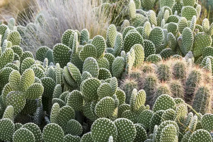 Framed Print : USA, New Mexico, Bosque del Apache National Wildlife Refuge. Group of beavertail prickly-pear cacti