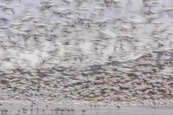 Framed Print : USA, New Mexico, Bosque del Apache National Wildlife Refuge. Snow geese flying over sandhill cranes Framed Print : USA, New Mexico, Bosque del Apache National Wildlife Refuge. Snow geese flying over sandhill cranes