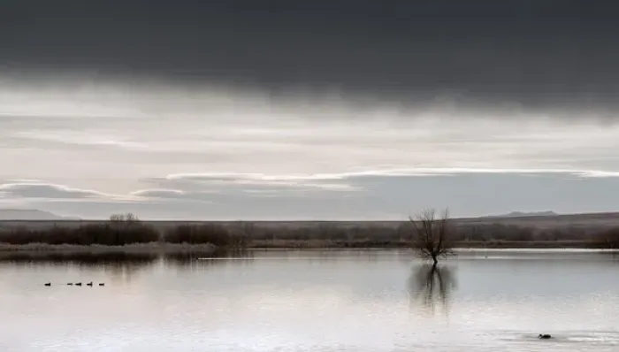 Framed Print : USA, New Mexico, Bosque del Apache National Wildlife Refuge, Panoramic view of ducks Framed Print : USA, New Mexico, Bosque del Apache National Wildlife Refuge, Panoramic view of ducks