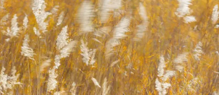 Framed Print : USA, New Mexico, Bosque del Apache National Wildlife Refuge. Panoramic of blowing grasses Framed Print : USA, New Mexico, Bosque del Apache National Wildlife Refuge. Panoramic of blowing grasses