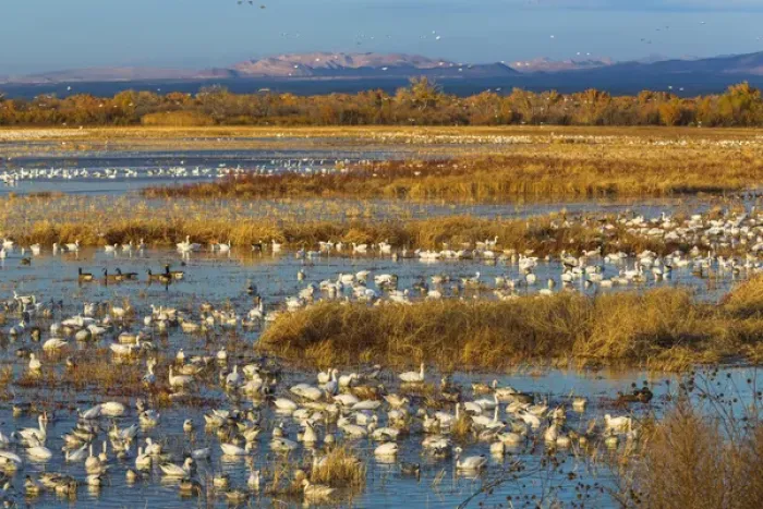 Framed Print : USA, New Mexico, Bosque del Apache National Wildlife Refuge. Canada and snow geese in water Framed Print : USA, New Mexico, Bosque del Apache National Wildlife Refuge. Canada and snow geese in water