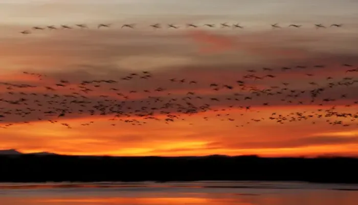 Framed Print : USA, New Mexico, Bosque del Apache National Wildlife Refuge. Snow geese fly in a blur at sunrise Framed Print : USA, New Mexico, Bosque del Apache National Wildlife Refuge. Snow geese fly in a blur at sunrise