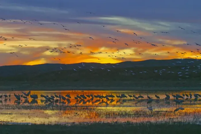 Framed Print : USA, New Mexico, Bosque del Apache National Wildlife Refuge