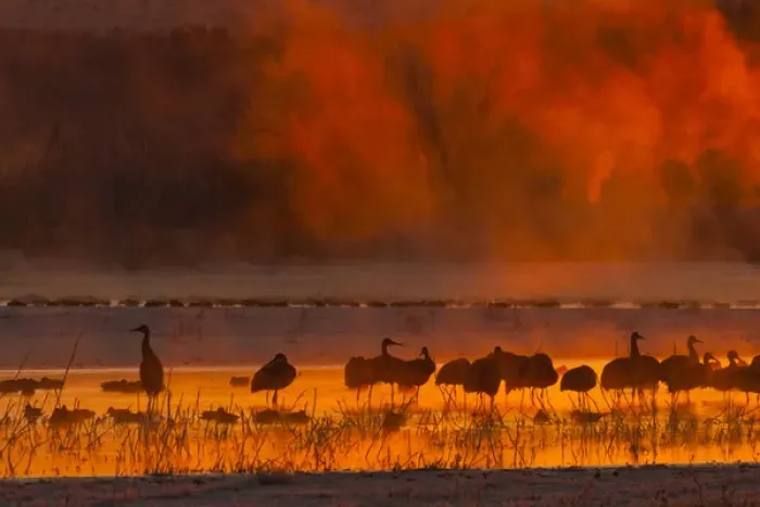 Framed Print : USA, New Mexico, Bosque del Apache National Wildlife Refuge. Sandhill cranes in sunrise fog Framed Print : USA, New Mexico, Bosque del Apache National Wildlife Refuge. Sandhill cranes in sunrise fog