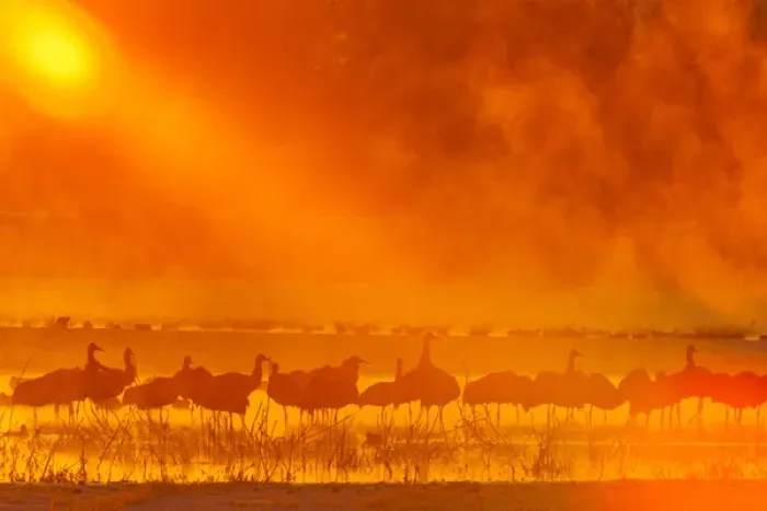 Framed Print : USA, New Mexico, Bosque del Apache National Wildlife Refuge. Sandhill cranes in sunrise fog Framed Print : USA, New Mexico, Bosque del Apache National Wildlife Refuge. Sandhill cranes in sunrise fog