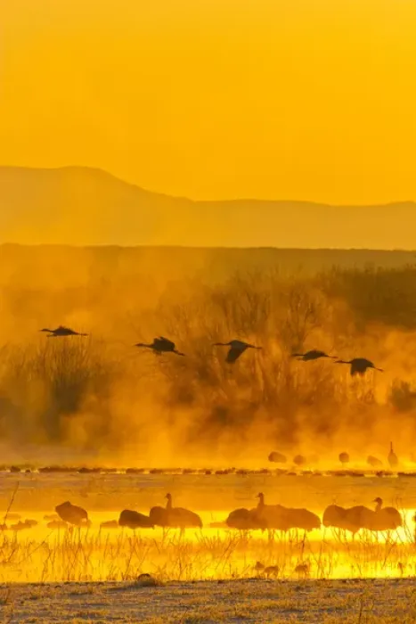 Framed Print : USA, New Mexico, Bosque del Apache National Wildlife Refuge. Sandhill cranes in sunrise fog Framed Print : USA, New Mexico, Bosque del Apache National Wildlife Refuge. Sandhill cranes in sunrise fog