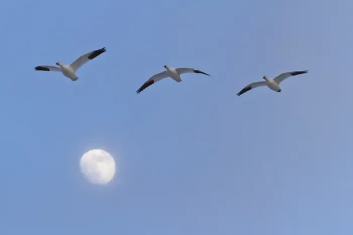 Framed Print : USA, New Mexico, Bosque del Apache National Wildlife Refuge. Snow geese flying by rising moon