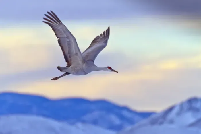 Framed Print : USA, New Mexico, Bosque del Apache National Wildlife Refuge. Sandhill crane flying at sunset