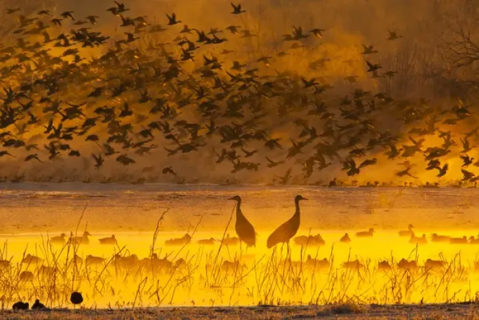 Framed Print : USA, New Mexico, Bosque del Apache National Wildlife Refuge