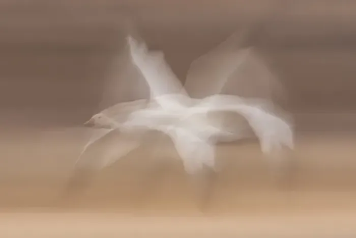 Framed Print : USA, New Mexico, Bosque Del Apache National Wildlife Refuge. snow goose in flight blur Credit as Framed Print : USA, New Mexico, Bosque Del Apache National Wildlife Refuge. snow goose in flight blur Credit as