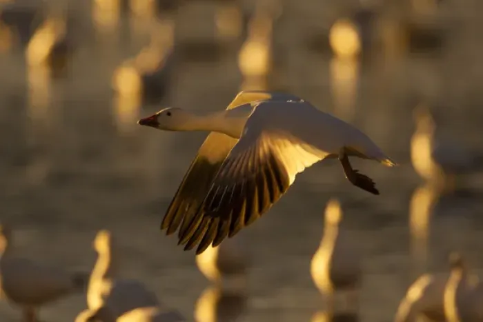 Framed Print : USA, New Mexico, Bosque Del Apache National Wildlife Refuge. Snow goose in flight Credit as Framed Print : USA, New Mexico, Bosque Del Apache National Wildlife Refuge. Snow goose in flight Credit as