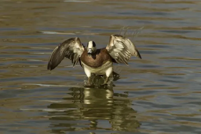 Framed Print : USA, New Mexico, Bosque Del Apache National Wildlife Refuge. American wigeon landing Credit as