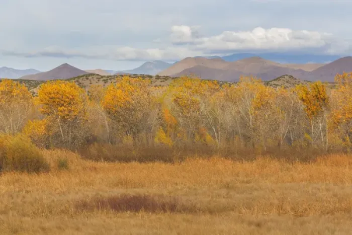 Framed Print : USA, New Mexico, Bosque del Apache National Wildlife Refuge. Fall colors in grasses