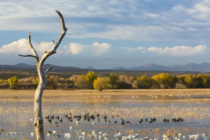 Framed Print : USA, New Mexico, Bosque del Apache National Wildlife Refuge. Canada and snow geese in water Framed Print : USA, New Mexico, Bosque del Apache National Wildlife Refuge. Canada and snow geese in water