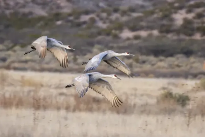 Framed Print : USA, New Mexico, Bosque Del Apache National Wildlife Refuge. Sandhill cranes in flight Framed Print : USA, New Mexico, Bosque Del Apache National Wildlife Refuge. Sandhill cranes in flight