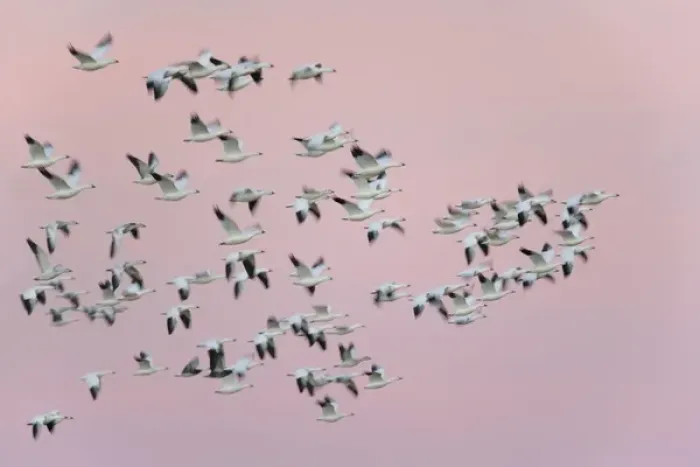 Framed Print : USA, New Mexico, Bosque del Apache National Wildlife Refuge. Snow geese in flight against pink sky
