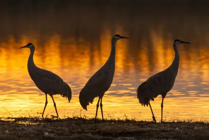Framed Print : USA, New Mexico, Bosque Del Apache National Wildlife Refuge. sandhill cranes sunrise Credit as