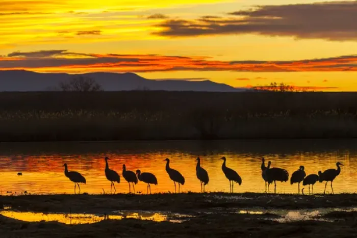 Framed Print : USA, New Mexico, Bosque Del Apache National Wildlife Refuge. sandhill cranes sunrise Credit as Framed Print : USA, New Mexico, Bosque Del Apache National Wildlife Refuge. sandhill cranes sunrise Credit as