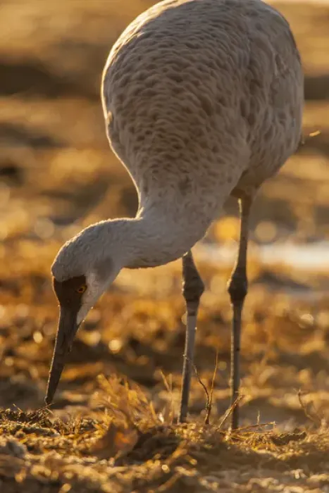 Framed Print : USA, New Mexico, Bosque Del Apache National Wildlife Refuge. sandhill crane foraging Credit as Framed Print : USA, New Mexico, Bosque Del Apache National Wildlife Refuge. sandhill crane foraging Credit as