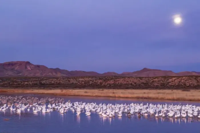 Framed Print : USA, New Mexico, Bosque del Apache National Wildlife Refuge. Moonset over snow geese