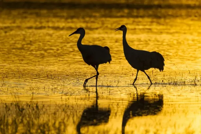 Framed Print : USA, New Mexico, Bosque del Apache National Wildlife Refuge. Silhouette of sandhill cranes in water
