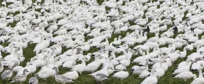 Framed Print : USA, New Mexico, Bosque del Apache National Wildlife Refuge. Snow geese flock on grass Framed Print : USA, New Mexico, Bosque del Apache National Wildlife Refuge. Snow geese flock on grass