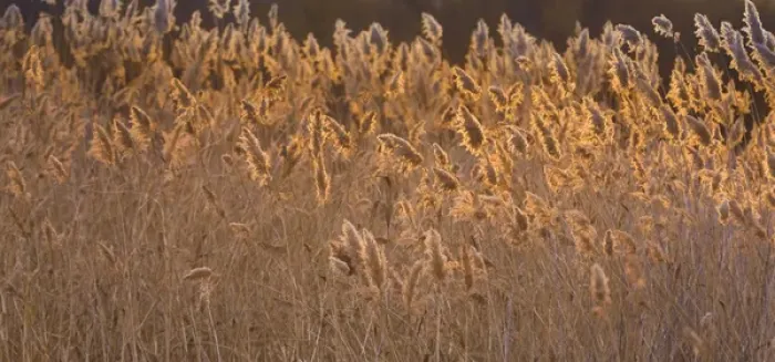 Framed Print : USA, New Mexico, Bosque del Apache National Wildlife Refuge. Backlit grasses. Credit as