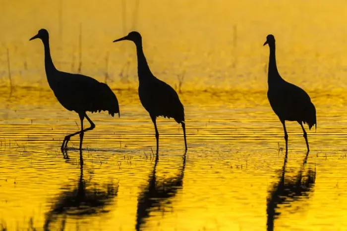 Framed Print : USA, New Mexico, Bosque Del Apache National Wildlife Refuge. Sandhill cranes at sunset Framed Print : USA, New Mexico, Bosque Del Apache National Wildlife Refuge. Sandhill cranes at sunset