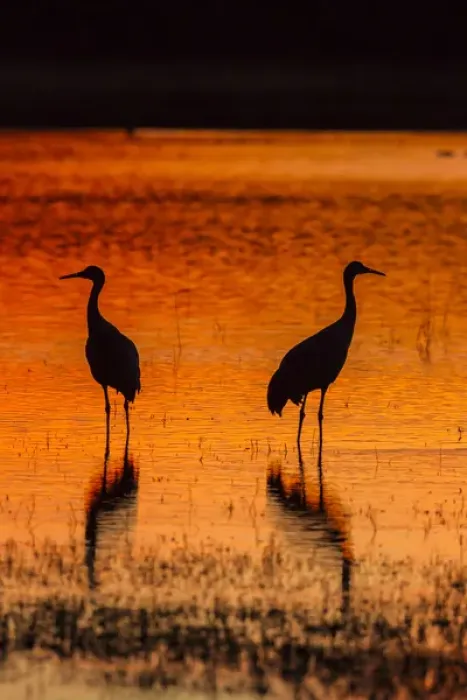 Framed Print : USA, New Mexico, Bosque Del Apache National Wildlife Refuge. Sandhill cranes at sunset Framed Print : USA, New Mexico, Bosque Del Apache National Wildlife Refuge. Sandhill cranes at sunset