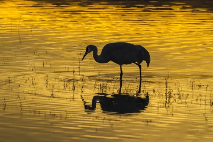 Framed Print : USA, New Mexico, Bosque Del Apache National Wildlife Refuge, sandhill cranes & sunset Credit as