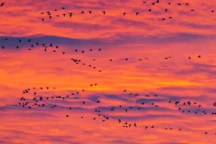 Framed Print : USA, New Mexico, Bosque Del Apache National Wildlife Refuge. Snow geese flying at sunrise Framed Print : USA, New Mexico, Bosque Del Apache National Wildlife Refuge. Snow geese flying at sunrise