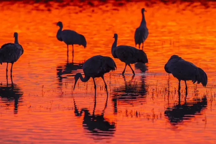 Framed Print : USA, New Mexico, Bosque Del Apache National Wildlife Refuge. Sandhill cranes at sunset Framed Print : USA, New Mexico, Bosque Del Apache National Wildlife Refuge. Sandhill cranes at sunset
