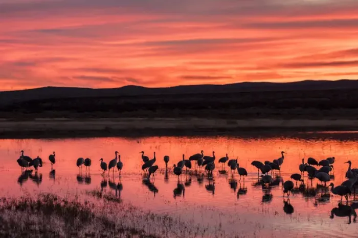 Framed Print : USA, New Mexico, Bosque Del Apache National Wildlife Refuge. Sandhill cranes at sunset Framed Print : USA, New Mexico, Bosque Del Apache National Wildlife Refuge. Sandhill cranes at sunset