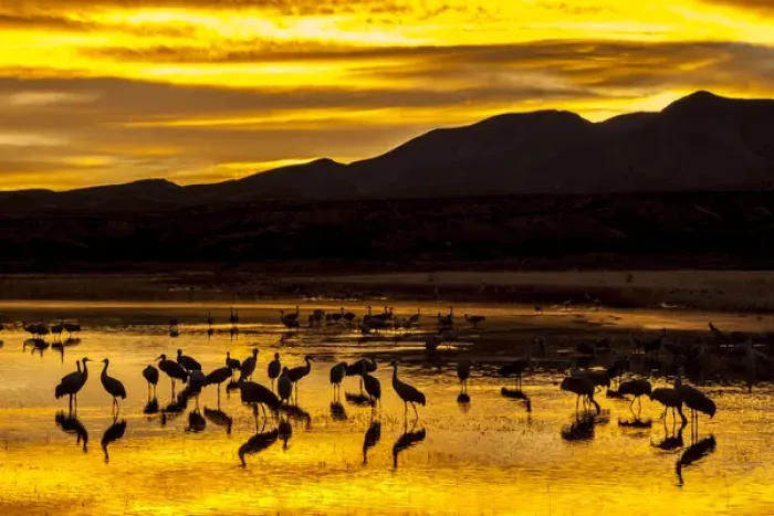 Framed Print : USA, New Mexico, Bosque Del Apache National Wildlife Refuge. Sandhill cranes at sunrise Framed Print : USA, New Mexico, Bosque Del Apache National Wildlife Refuge. Sandhill cranes at sunrise