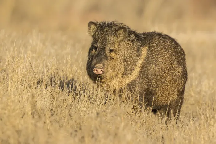Framed Print : USA, New Mexico, Bosque Del Apache National Wildlife Refuge. Javelina close-up in grass Framed Print : USA, New Mexico, Bosque Del Apache National Wildlife Refuge. Javelina close-up in grass