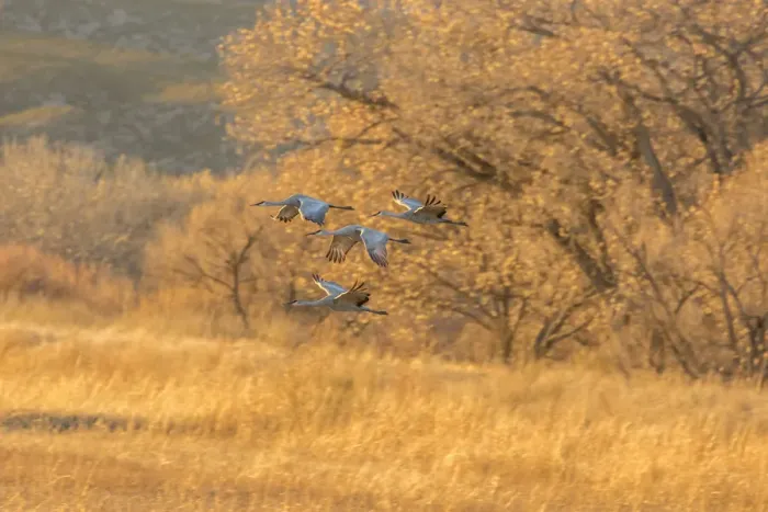 Framed Print : USA, New Mexico, Bosque Del Apache National Wildlife Refuge. Sandhill cranes flying at sunset Framed Print : USA, New Mexico, Bosque Del Apache National Wildlife Refuge. Sandhill cranes flying at sunset
