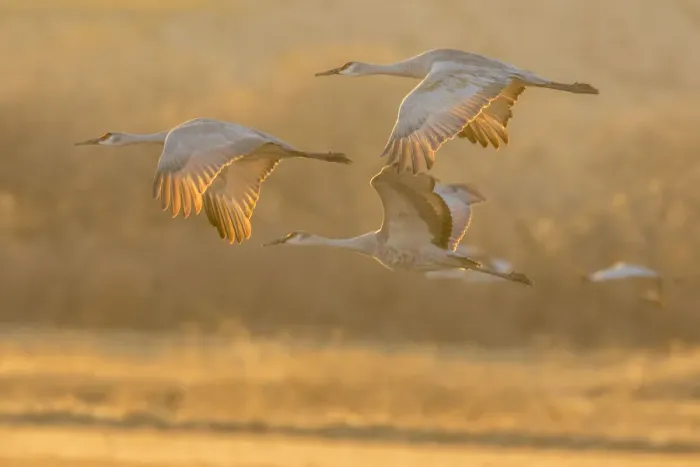 Framed Print : USA, New Mexico, Bosque Del Apache National Wildlife Refuge. Sandhill cranes flying at sunset Framed Print : USA, New Mexico, Bosque Del Apache National Wildlife Refuge. Sandhill cranes flying at sunset
