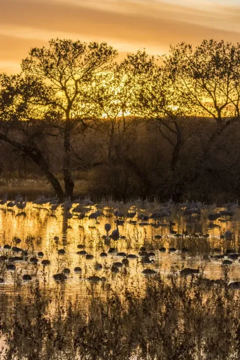 Framed Print : USA, New Mexico, Bosque del Apache National Wildlife Refuge. Sunset on bird flock in water