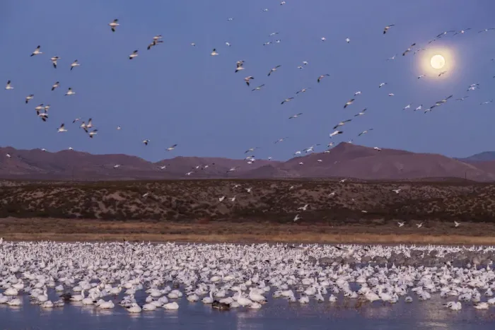 Framed Print : USA, New Mexico, Bosque del Apache National Wildlife Refuge. Full moon and bird flocks Framed Print : USA, New Mexico, Bosque del Apache National Wildlife Refuge. Full moon and bird flocks