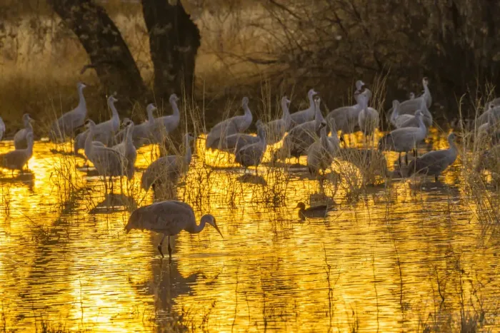 Framed Print : USA, New Mexico, Bosque del Apache National Wildlife Refuge. Sandhill cranes in water at sunset