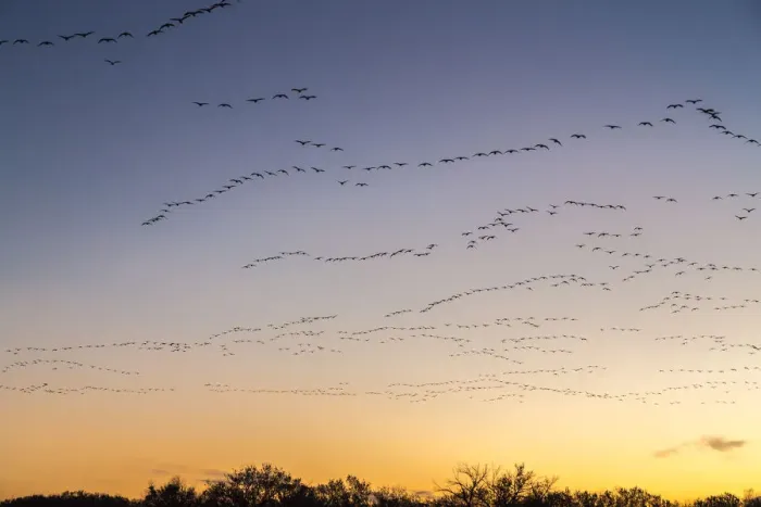Framed Print : USA, New Mexico, Bosque del Apache National Wildlife Refuge. Snow geese returning at sunrise Framed Print : USA, New Mexico, Bosque del Apache National Wildlife Refuge. Snow geese returning at sunrise