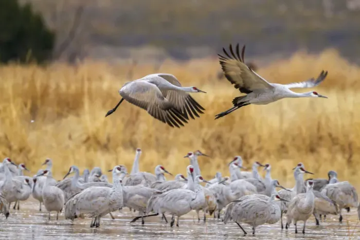 Framed Print : USA, New Mexico, Bosque del Apache National Wildlife Refuge. Sandhill cranes flying over flock Framed Print : USA, New Mexico, Bosque del Apache National Wildlife Refuge. Sandhill cranes flying over flock