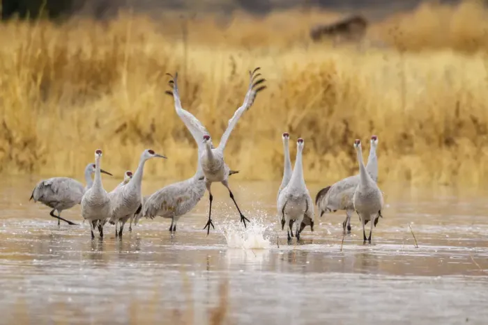 Framed Print : USA, New Mexico, Bosque del Apache National Wildlife Refuge. Sandhill crane takes flight from water Framed Print : USA, New Mexico, Bosque del Apache National Wildlife Refuge. Sandhill crane takes flight from water