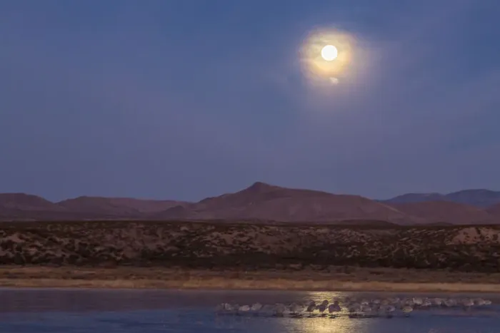 Framed Print : USA, New Mexico, Bosque del Apache National Wildlife Refuge. Full moon and bird flocks