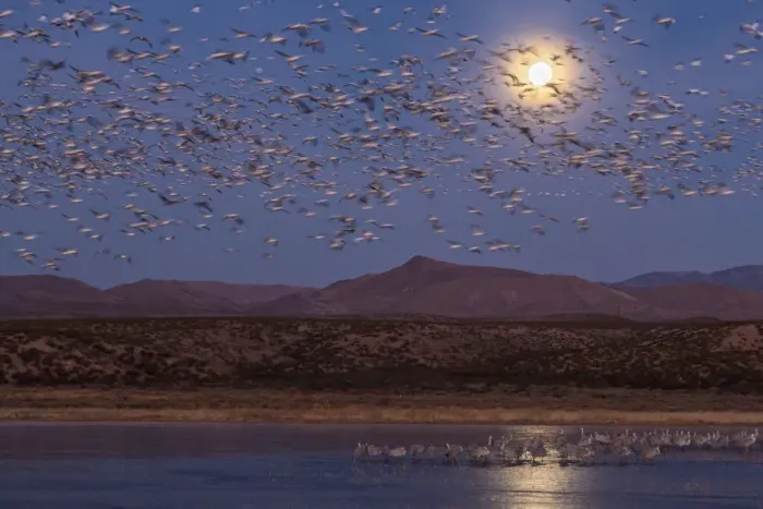 Framed Print : USA, New Mexico, Bosque del Apache National Wildlife Refuge. Full moon and bird flocks Framed Print : USA, New Mexico, Bosque del Apache National Wildlife Refuge. Full moon and bird flocks
