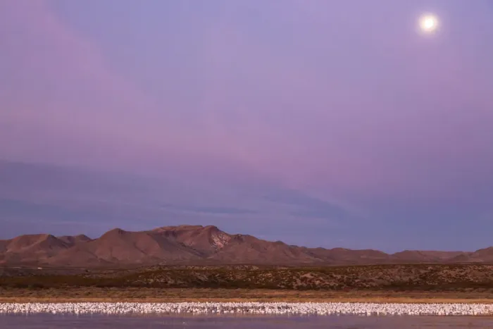 Framed Print : USA, New Mexico, Bosque del Apache National Wildlife Refuge. Flying birds and full moon at sunrise Framed Print : USA, New Mexico, Bosque del Apache National Wildlife Refuge. Flying birds and full moon at sunrise