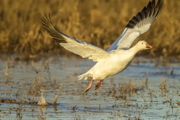 Framed Print : USA, New Mexico, Bosque Del Apache National Wildlife Refuge. Snow goose flying. Credit as Framed Print : USA, New Mexico, Bosque Del Apache National Wildlife Refuge. Snow goose flying. Credit as