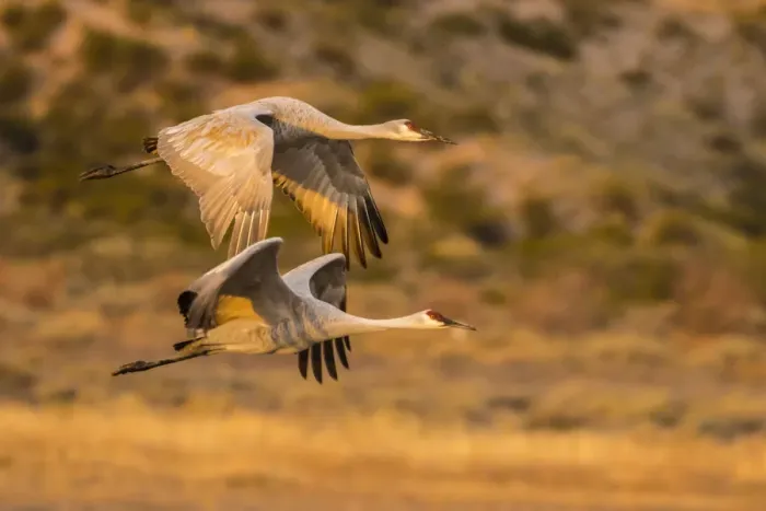 Framed Print : USA, New Mexico, Bosque Del Apache National Wildlife Refuge. Sandhill cranes flying